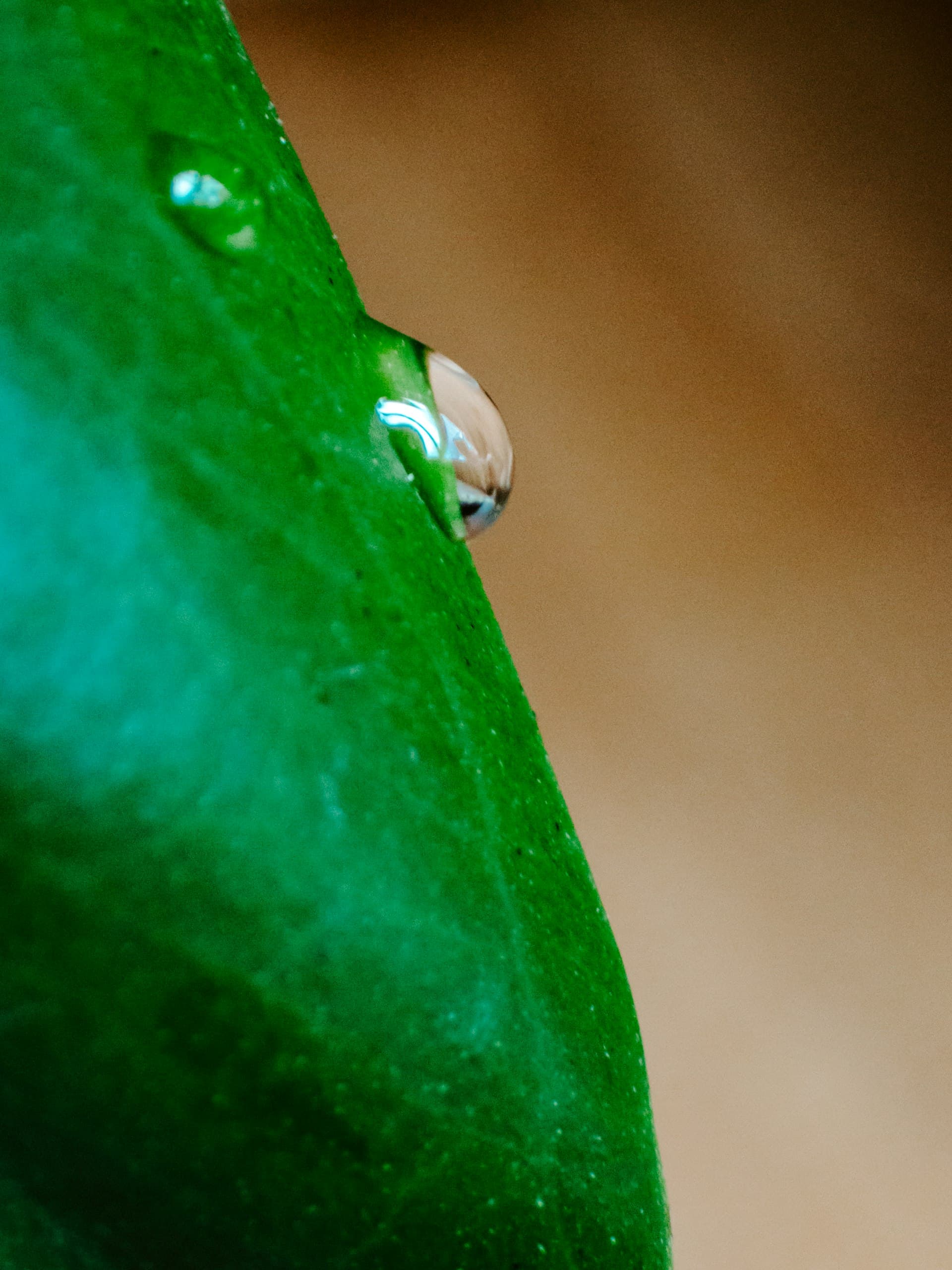 Water droplet on a green leaf