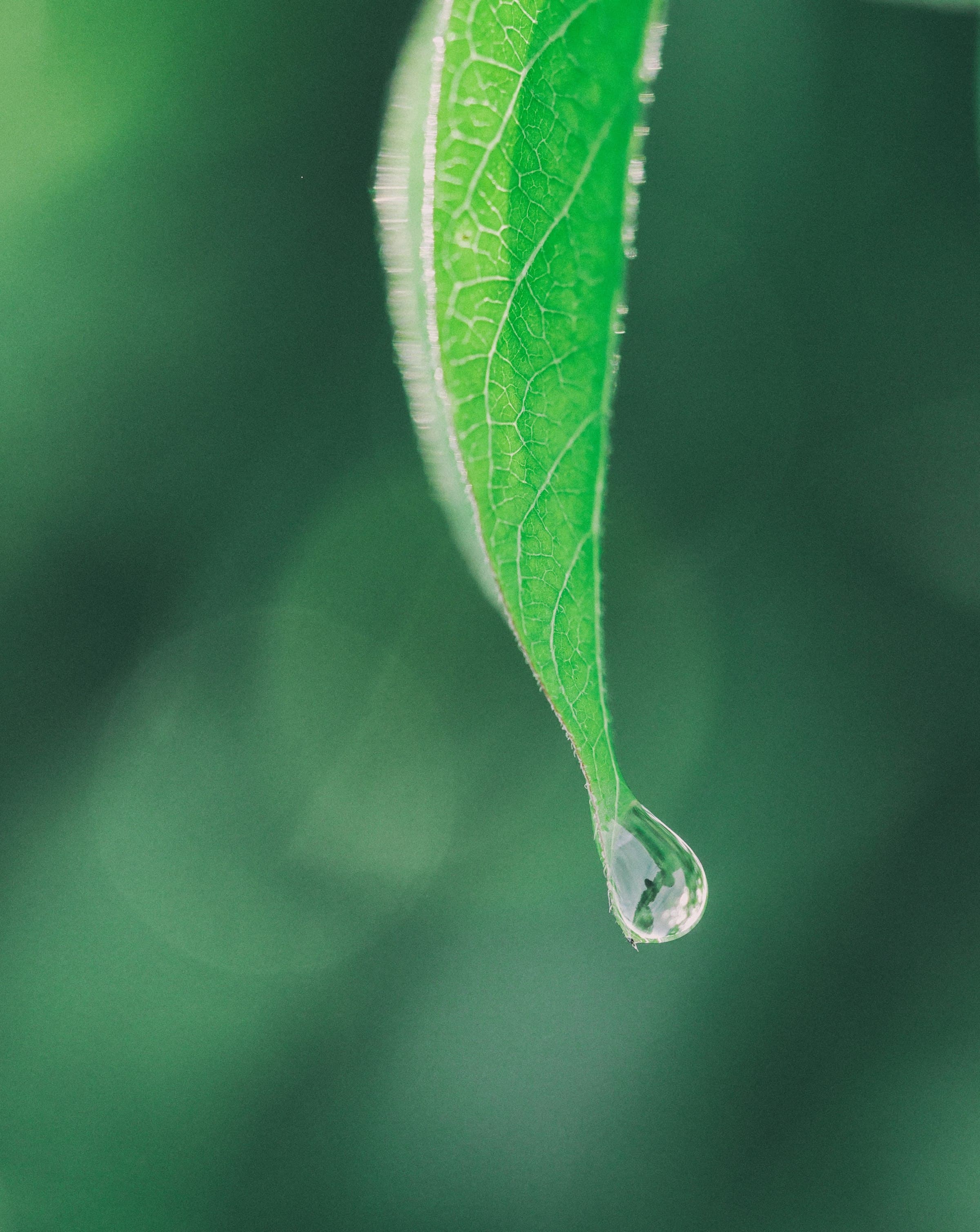 Green leaf with a water drop